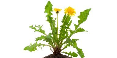 Weeds